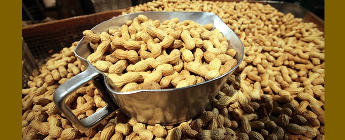 Headerbild Geiser agro.com